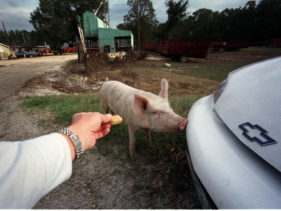PIG1
